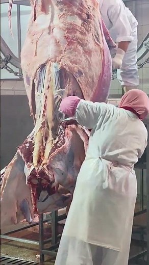 Slaughtering and processing of high-quality beef products