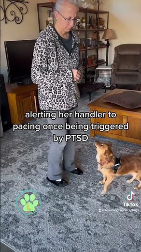 PTSD Service dog in training.
