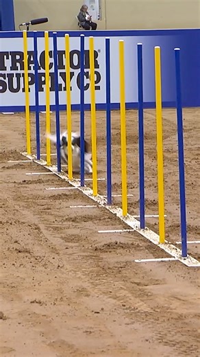 Lark takes the 8 inch class at the 2025 AKC National Agility Championship with this speedy run through the course! ⭐️ Who's ready for the 2026 competition? | American Kennel Club