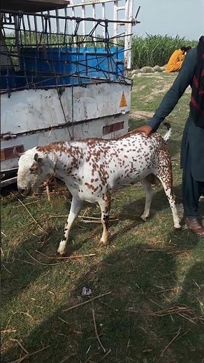 "Goat Farming: The Barbari Breed and Its Advantages"
