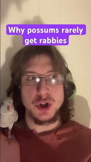 Why possums rarely get rabies #fypシ #fypシ゚viral #facts #fy #fyp #animals #possums #rabbies #scince