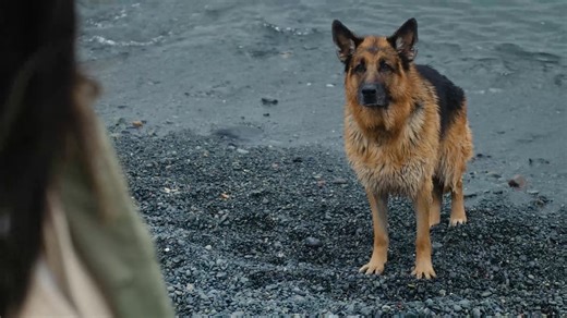 Good boy behavior. Every single time. 🐾 Back-to-back episodes of 'Hudson & Rex' are on all day! You're welcome. 😏 | UPtv