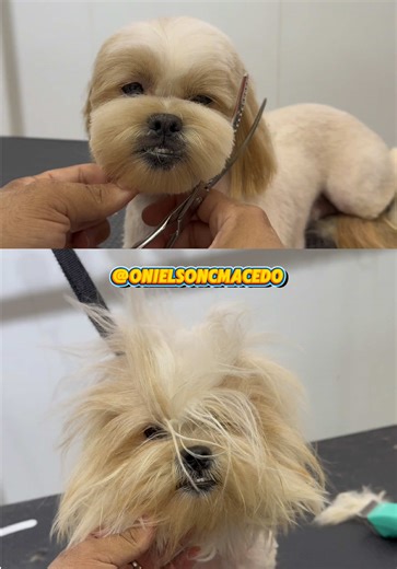 Dicas Para Banho Em Cachorros Pet Lovers