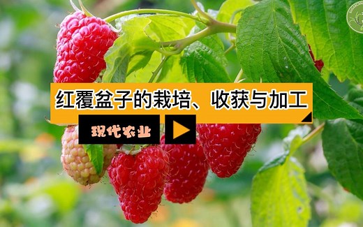 现代农业之——红覆盆子的栽培、收获与加工（老王讲糖系列视频）