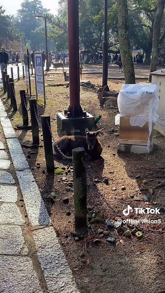 Nature's Serenity: Discover Japan's Calm Landscapes