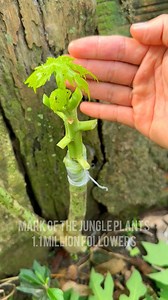 3M views · 22K reactions | How to air layering Papaya Tree New method to Grow #PAPAYA #NewMethod #Grower | Mark of the Jungle Plants | Facebook