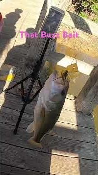 Is the BUZZ BAIT the go to bait for bass?