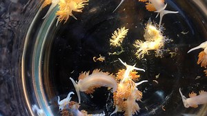 Sea critters hitchhiked across the Pacific on tsunami debris