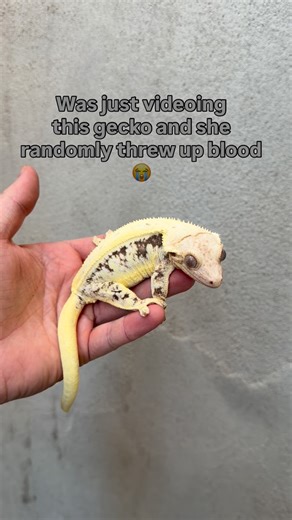 The Gecko Guru - Ryker and Jude on Instagram: "She threw up blood!! 😳😳😳 #crestedgecko #reptiles #reptilesoftinstagram #animals #animalsofinstagram #geckos #correlophusciliatus #eyelashgeckos #reptilebreeder #funny #foryoupage #fyp #reels #rhacodactylus #cresties #crestedgeckosofinstagram #crestiesofinstagram #crestedgeckobreeder #lillywhite #lillywhitecrestedgecko #thegeckoguru"