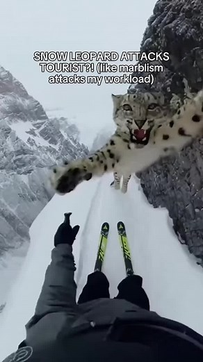 Snow Leopard Attacks Skier in Xinjiang Region