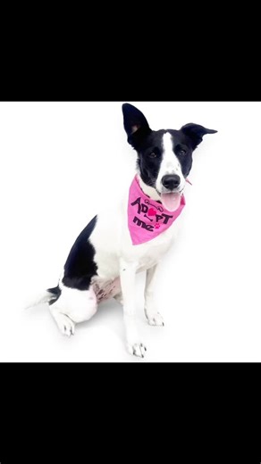 Meet Panda! 🐾 Panda is a 1-year-old, 50 lb Border Collie mix with the sweetest temperament and the best personality! She had a rough start in life, spending most of her days in a crate, but thanks to a Good Samaritan, she’s now thriving in foster care and ready for her forever home. ✨ About Panda: Shy at first, but warms up quickly Dog- and cat-friendly 🐶🐱 Great with respectful, older kids Adorable and goofy—loves flipping her toys around Super smart, food-motivated, and a quick learner Knows