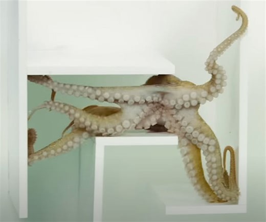 Watch an Octopus Navigate an Obstacle Course for a Delicious Shrimp Feast