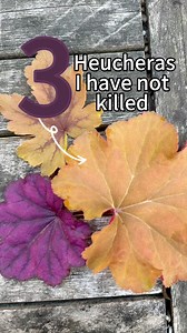 I won’t list the names of the varieties that I’ve killed and have shriveled up and disappeared in my garden… but I will share with you the three Heuchera varieties that have thrived in my Atlanta garden. Incase you also have a problem with disappearing heucheras — try one of these varieties next time. #gardeningtips #gardening #gardeninginspo #shadegarden #perennialgarden #atlanta #southerngarden #zone8a | Everyday Gardening Tips