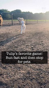 14K views · 673 reactions | Tulip says “watch how fast I can run! Okay, now pet me.”  She is the sweetest thing and so fun to watch. #minidonkey #mini #donkey #ranchlife #cuteanimals #fluffy #tiny #cute #countryliving #pets #happy #goodlife | Tesch Hillside Ranch | Facebook