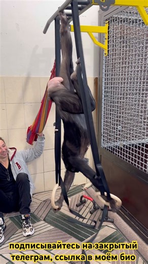 Эта Шимпанзе Будущая Чемпионка по Спортивной Гимнастике!