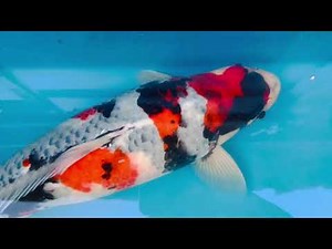🇯🇵🎏🏠成田養魚園にて大日養鯉場産5本2024年購入の1年後(大日養鯉場野池2025年1年預かり)