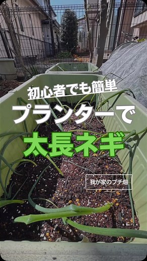 げんた | 本日は菜園日和 on Instagram: "1. ネギの種類を選ぶ 葉ネギ（小ネギ、万能ネギ）: プランター栽培に最適。 比較的早く収穫でき、薬味などに重宝します。 長ネギ: 深さのあるプランターが必要。 白い部分を長くするには、土寄せなどの手間がかかります。 2. プランターと土の準備 プランター: 葉ネギの場合は、深さ15cm以上、長ネギの場合は30cm以上のプランターを用意しましょう。 水はけの良いものを選びましょう。 土: 市販の野菜用培養土が手軽でおすすめです。 自分で配合する場合は、赤玉土、腐葉土、バーミキュライトを混ぜます。 鉢底石をひきましょう。 3. 種まき・苗植え 種まき: 種は、春（3～5月）または秋（9～10月）にまきます。 種をまく前に、プランターの土を湿らせておきます。 種をばらまき、薄く土をかぶせ、軽く押さえます。 発芽するまでは、土が乾かないように水やりをします。 苗植え: 苗は、葉が緑色でしっかりしたものを選びます。 株間を5～10cm程度空けて植え付けます。 苗植え後も、しっかりと水やりをしましょう。 4. 栽培管理 水やり: 土の表面
