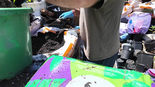 Quickest way to propagate bananas. This is one way, my other trick is still secret haha. One stem into 4 One plot will usually pup 5 to 10 new stems a season without assistance. Remove a stem split it to 4, thats 5 to 10 stems per split. So I have 4 stems and 4 spilts each at 16 pieces calculate that ;-) if all take i have a potential of 80 to 160 pups in one season compared to 5 to 10. You an split more if want, 4 is enough for me as have limited space and pots. But if you have land, choose the