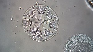 The microscopic fossils unlocking the Antarctic's history