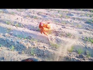 Aseel Roosters Showing Fighting Style | Pakistani Aseel Murga Action Display | No Real Fight