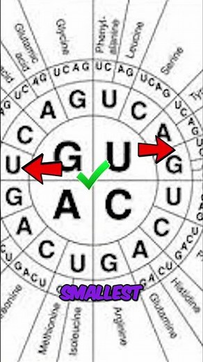 Decoding AUG: How to Use a Codon Wheel Effectively! #shorts