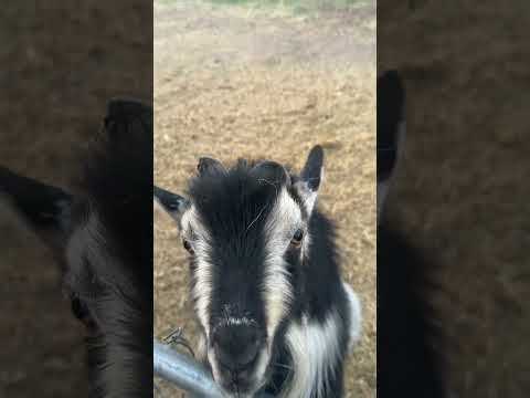 All of our farm animals 