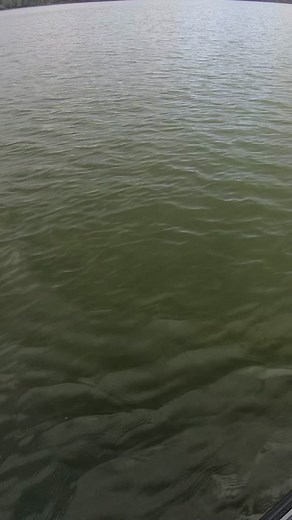 Muskies: The Elusive Predators of the Water