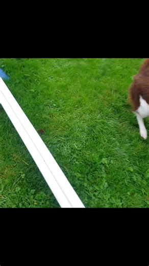 Such a happy lad always willing to please.Well done ❤🐕 | Fluffs&Scruffs