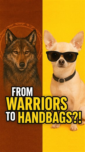 12 reactions · 4 comments | Did you know that every dog carries a...