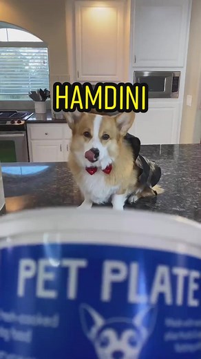 Hammy & Olivia Corgi on TikTok