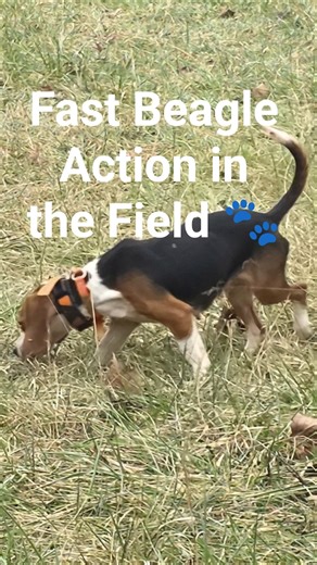 Fast Beagle Action in the Field 🐾 #puppy #howtotrackarabbit #hunting #beagledog