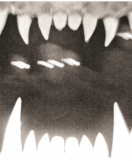 Understanding Plurality and Identity Expression