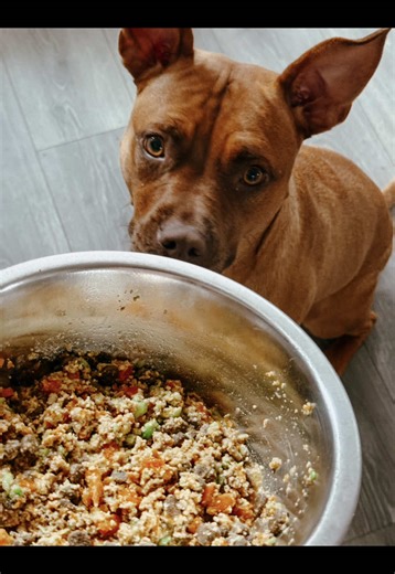 I told Poppy that we have Farmers Dog at home 🤭😏 . . . . . #homemadedogfood #pittielove #dogsoftiktok #dogfood #pittiesoftiktok
