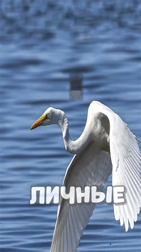 #minecraft #geysermc #crossplay