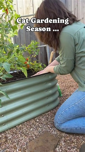 If you need cat gardening tips 🐾 you know we’re to go 💚🌱🤣 we got you covered. | Vego Garden