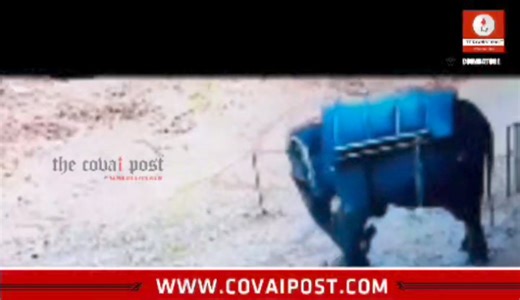 4.6K views · 22 reactions | CCTV : elephant tramples mahout at elephant safari premises in Kerala #CCTV #elephant #tramples #mahout elephant #safari #premises #Kerala #thecovaipost | The Covai Post | Facebook