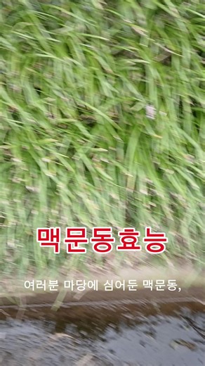 맥문동효능/맥문동 효능 제대로 알아보기! 기침 가래부터 혈당 관리, 면역력까지 - 동의보감이 인정한 약재 맥문동의 모든 것을 알려드립니다. 올바른 섭취법과 주의사항까지 꼼꼼히 챙겨보세요. 해시태그 #맥문동효능 #맥문동차 #기침가래 #혈당관리 #동의보감