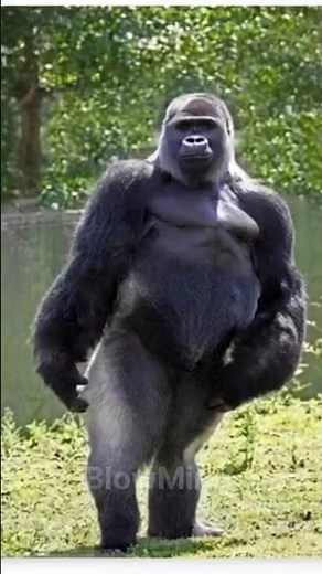 "Dancing Monkey Goes Viral – Must Watch!"