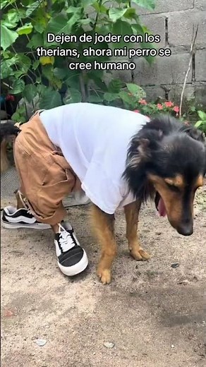 Cuando tú perro se cree humano 🐶🤣 #viralvideo #funny #perros #therian