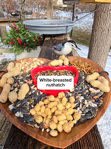 Chirp-cuterie Board for Birdwatching