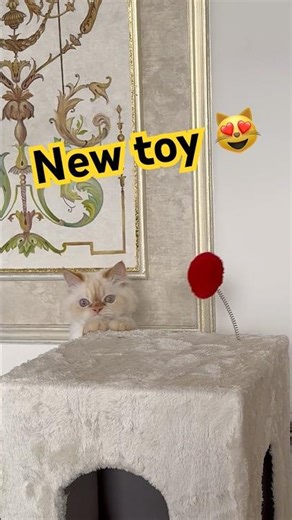 Who wanna play with meh 😺?#shorts #funnycats