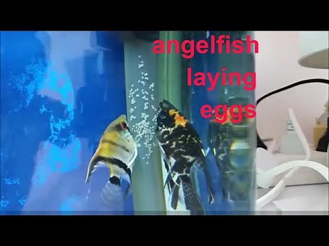 Angelfish breeding: How to tell when angelfish will spawn. Angelfish laying eggs. angelfish tank