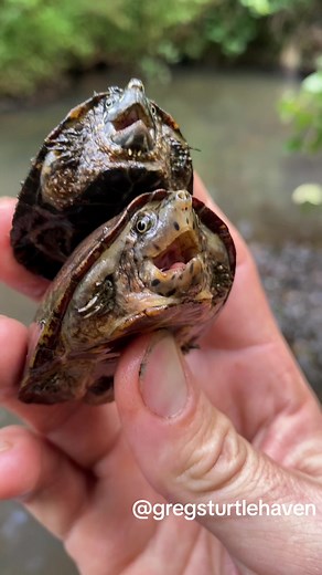 Musk Turtle Double Trouble! 🐢🐢Common and Loggerhead musk turtles! #turtle #kurakura #tortuga #muskturtles