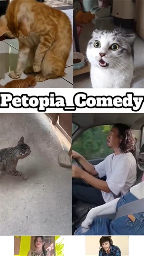 Animals Talking Like Humans 😍Pt-165 | Funny Animal Voice Over #cowsho #funnyanimals #animalcomedy