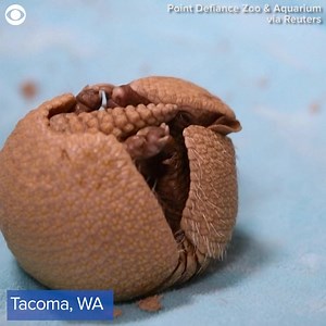 1.6K views · 26 reactions | CUTENESS OVERLOAD: A Southern three-banded armadillo pup was seen learning to roll over after getting stuck on her back at a zoo in Tacoma, Washington recently. Segway was born on October 30th and video shared on social media also showed the baby at just a week-and-a-half old. The zoo confirmed that Segway is the first healthy armadillo pup ever born there. | CBS 58 | Facebook