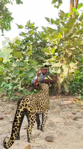 Cheetah Attacks: Real-Life Encounters with Humans