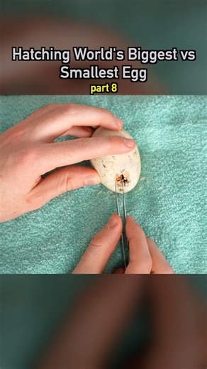 756K views · 9.5K reactions | Hatching World’s Biggest vs Smallest Egg pt8 #hatching #eggs #ducks #quail #cute #animals | Dr. Plants | Facebook