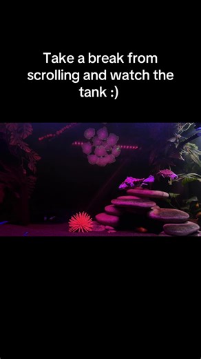 Relax and watch the tank xx #aquarium #doomscroll #turtle #petsoftiktok #reptile