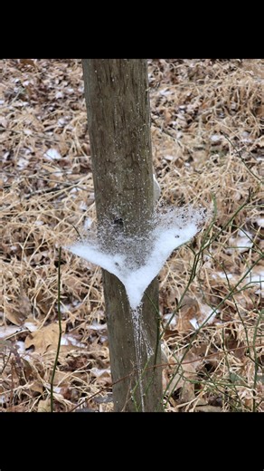 As an Alaskan transplanted in South Carolina I am ashamed to say I don't own an ice scraper, snow boots or a super warm jacket lol. The horses all had coats on the night before but not in the morning. They customized them so they are pretty much only good for dog blankets now. Very pretty but cold day. | What's One More Animal Rescue