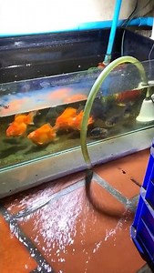 Change the water for the fish #goldfish #fish #music